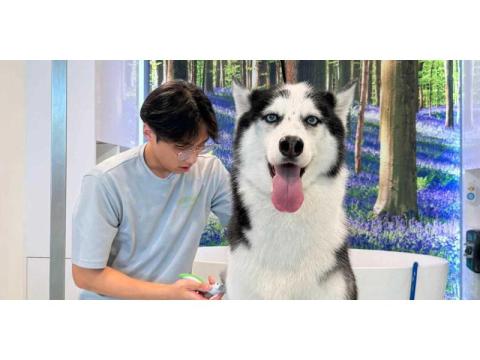 Best Local Dog Grooming Bookings Packages in the USA