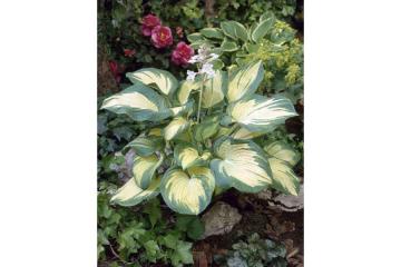 Byliny do ogrodu – piękno i kolor w każdej rabacie