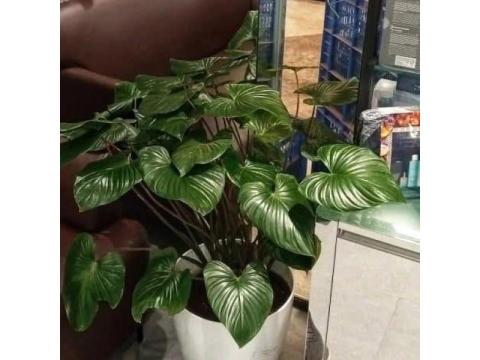 Premium outdoor artificial plants and trees for Luxury Residential Projects GreenLands 
