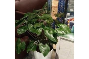 Premium outdoor artificial plants and trees for Luxury Residential Projects GreenLands 