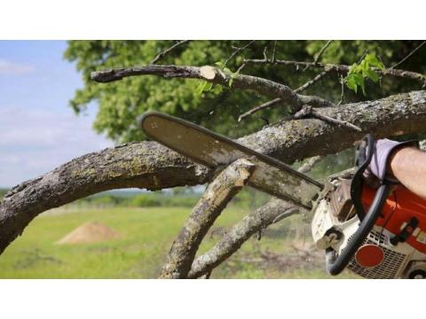 HI Tree Removal: Professional Arborist Services for Keaʻau Properties 