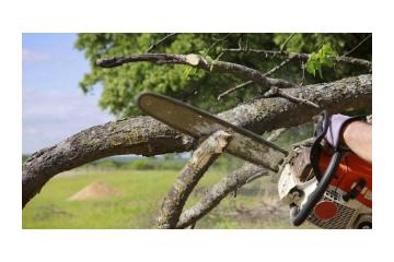 HI Tree Removal: Professional Arborist Services for Keaʻau Properties 