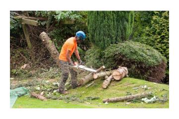 Professional Hi Tree Removal for Pāhoa Residential Properties | Arborist Services 