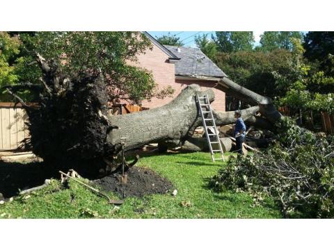Sustainable Tree Removal Experts for North Kohala Property Owners