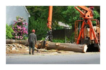 Best Tree Removal for Safety Along the Hamakua Coast | Arborist Services 
