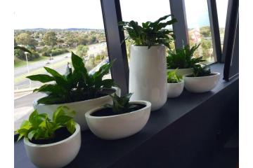 How Indoor Plant Rental Victoria Can Enhance Your Home and Office