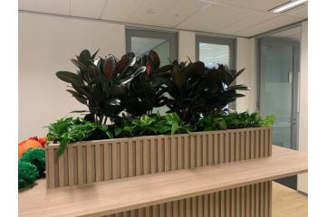 How Plant Hire Clayton Can Transform Your Office and Business Space