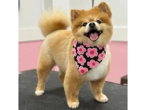 Fresh Care for Your Dog