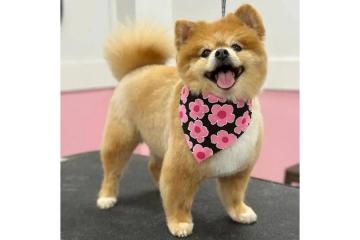 Fresh Care for Your Dog