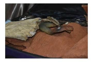 TRADITIONAL HEALER +27672740459 SANGOMA TO BRING BACK LOST LOVE SPELLS CASTER, Powerful Black Magic.