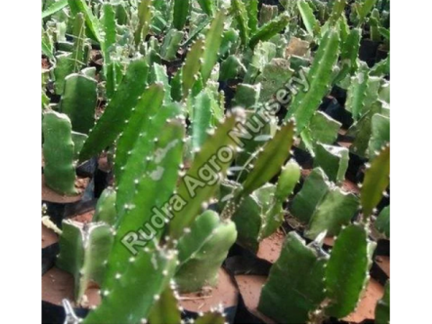 White Dragon Plant