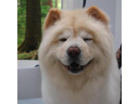 Top Rated Dog Grooming Packages in North Hollywood, USA 