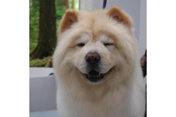 Top Rated Dog Grooming Packages in North Hollywood, USA 