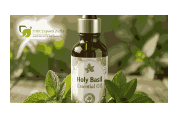 Trusted Holy Basil Essential Oil Suppliers