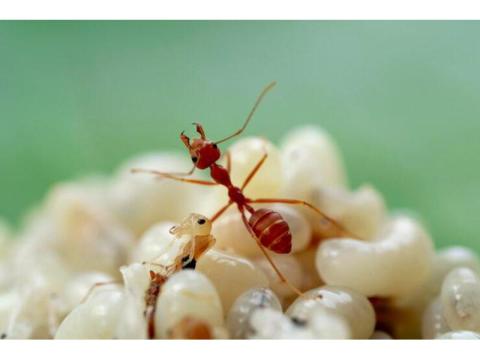 Exterminate Sugar Ants Fast | Effective Ant Control Solutions