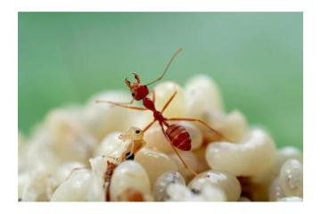Exterminate Sugar Ants Fast | Effective Ant Control Solutions