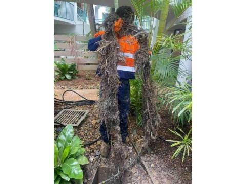 Tree Root Removal
