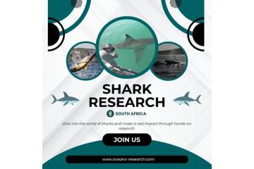 Shark Research South Africa