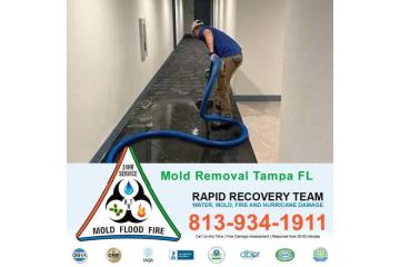 Tampa Mold Removal