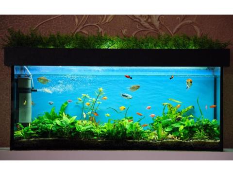 Oasis Aquariums – Best Aquariums Shop in Sydney | For Sale Aquariums