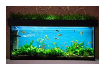 Oasis Aquariums – Best Aquariums Shop in Sydney | For Sale Aquariums