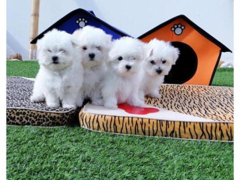Nice and Healthy Maltese Puppies Available
