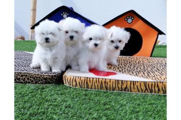 Nice and Healthy Maltese Puppies Available