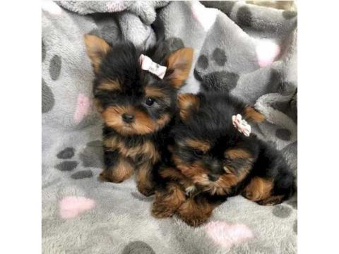 Tea Cup Yorkie Puppies