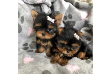 Tea Cup Yorkie Puppies