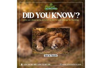 Book Tanzania Safari Packages from India – Kenya Tanzania Tour Deals