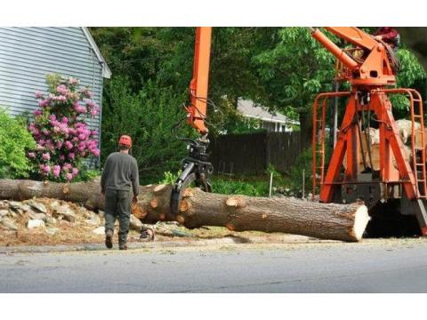 Need Fast Tree Removal in Hilo? Call Arborist Services 
