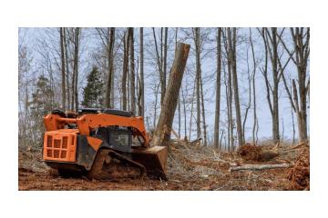 Best Forestry Clearing Services in Hilo by Arborist Services 