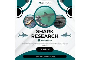 Shark Research South Africa