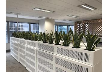 Professional Office Plant Hire Melbourne for Stylish Workspaces
