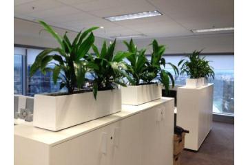 Premium Corporate Plant Hire Melbourne for Modern Offices