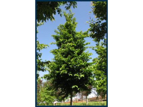 Tree Planting | Trees for Sale | Buy Direct from Farm with Delivery.