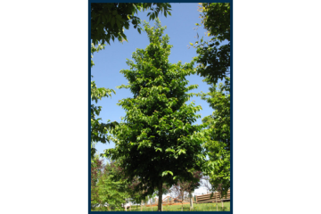 Tree Planting | Trees for Sale | Buy Direct from Farm with Delivery.