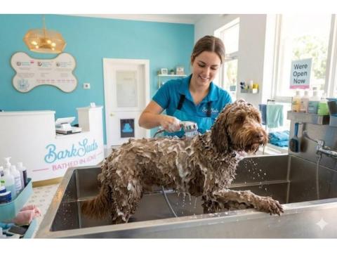 Need a Reliable Dog Washer in Dunedin? Start Fresh Today