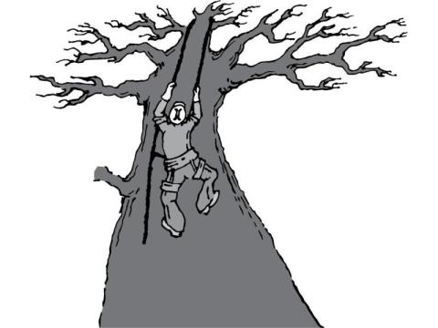 Affordable Tree Removal Services West Jordan UT