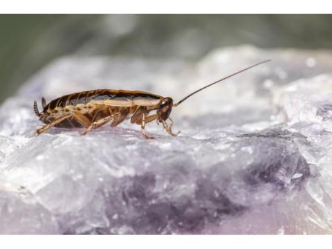Cockroach Exterminator in Orange County | Fast & Reliable Service