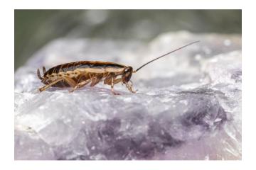 Cockroach Exterminator in Orange County | Fast & Reliable Service