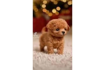 Froplay Dog Reviews UK: The Ultimate Fun Companion for Your Furry Friend!