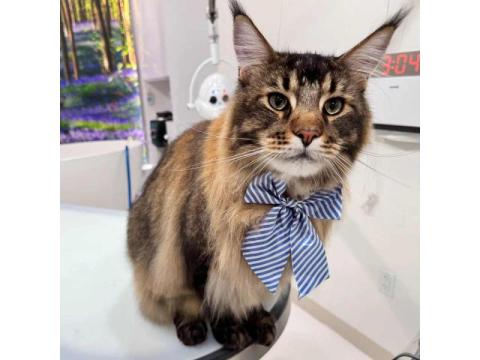 Premium Cat Grooming Packages in USA – Gentle, Spa-Like Care for Your Feline This Spring Season