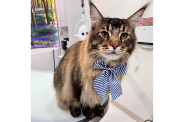 Premium Cat Grooming Packages in USA – Gentle, Spa-Like Care for Your Feline This Spring Season