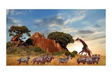 Sunrise Meditation & Sleep-Out Experience – Book Your Safari Today!