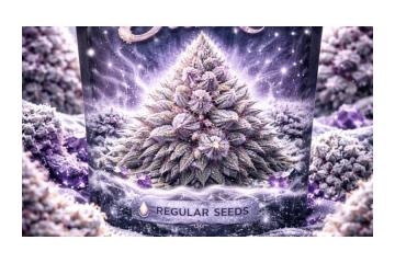 Best Feminized Seeds in Florida – Premium Genetics for High-Yield, Reliable Growing