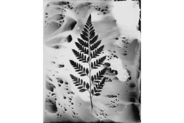 Flowers Photography by Dreyer Photos