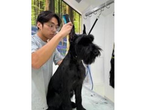 Best Dog Grooming Packages in USA – Premium Spa Care for Your Pet