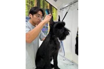 Best Dog Grooming Packages in USA – Premium Spa Care for Your Pet