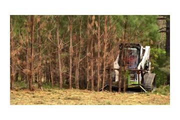 Forestry Clearing Services Across the Big Island 